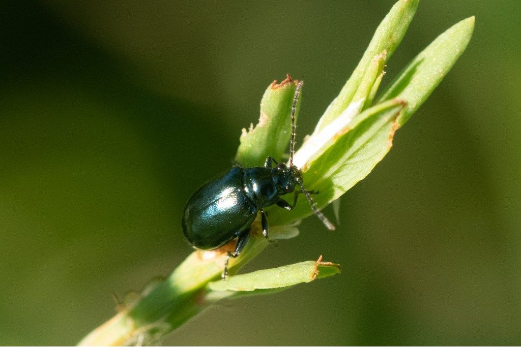 Chrysomelidae: Altica sp.