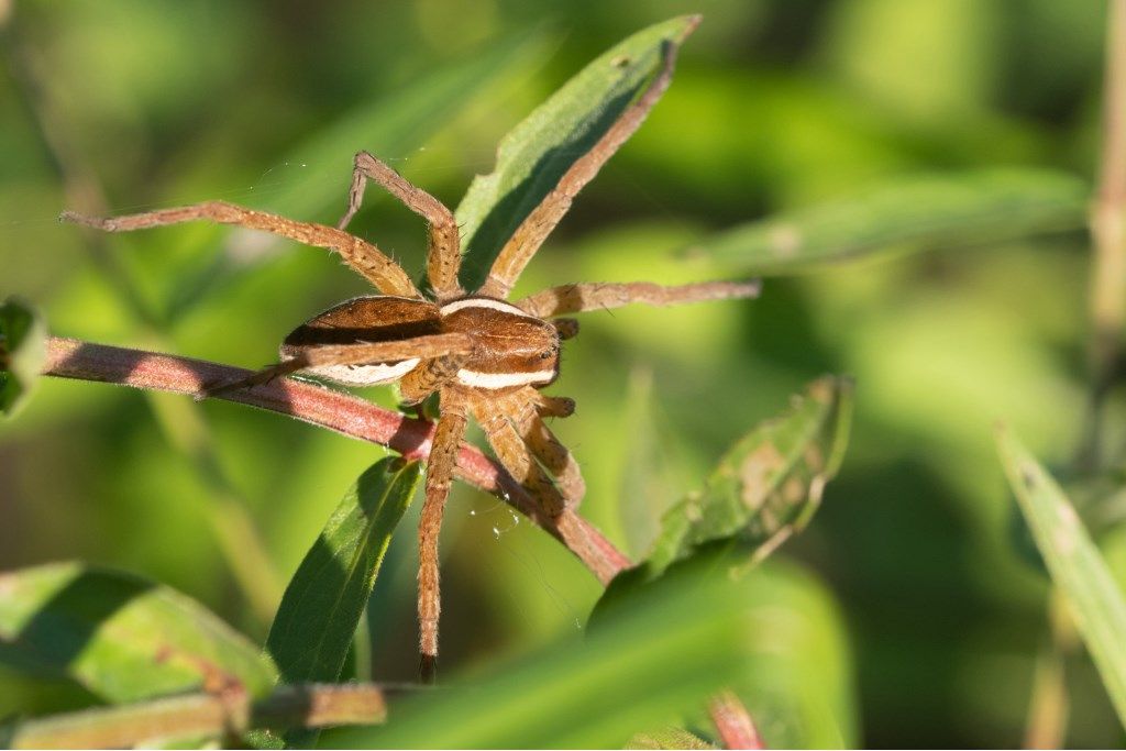 Dolomedes sp. - Crema (CR)