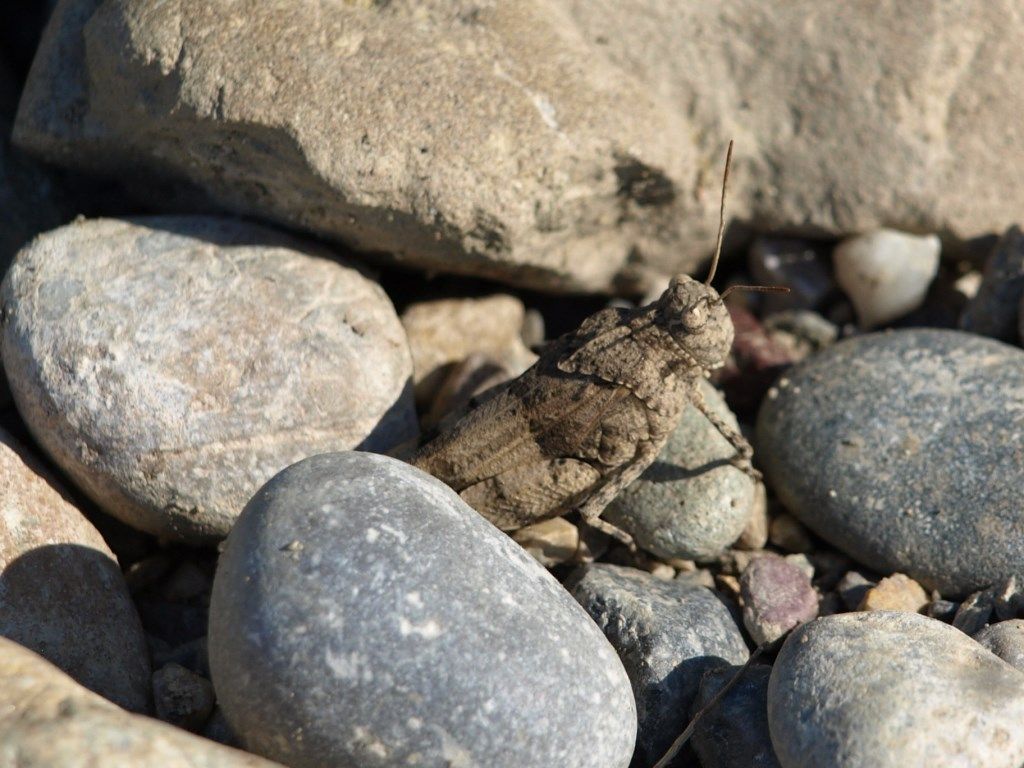 Oedipoda caerulescens