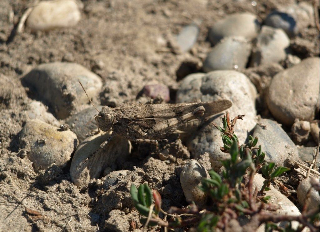 Oedipoda caerulescens