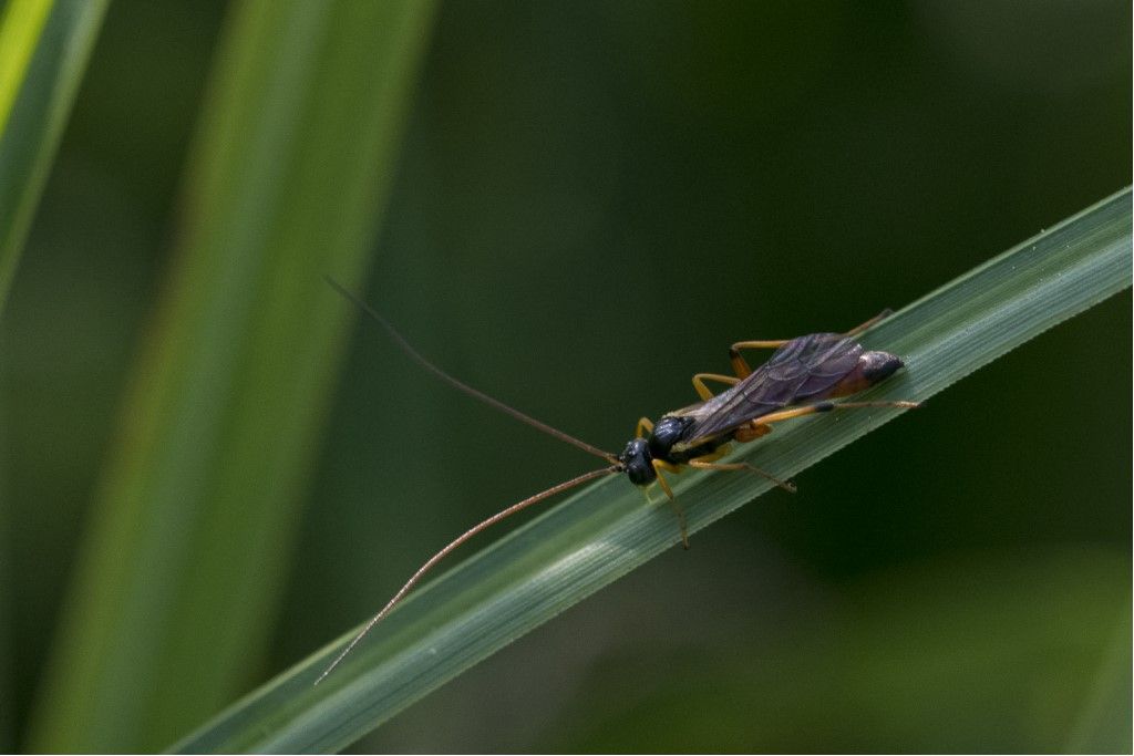 Ichneumonidae da id.