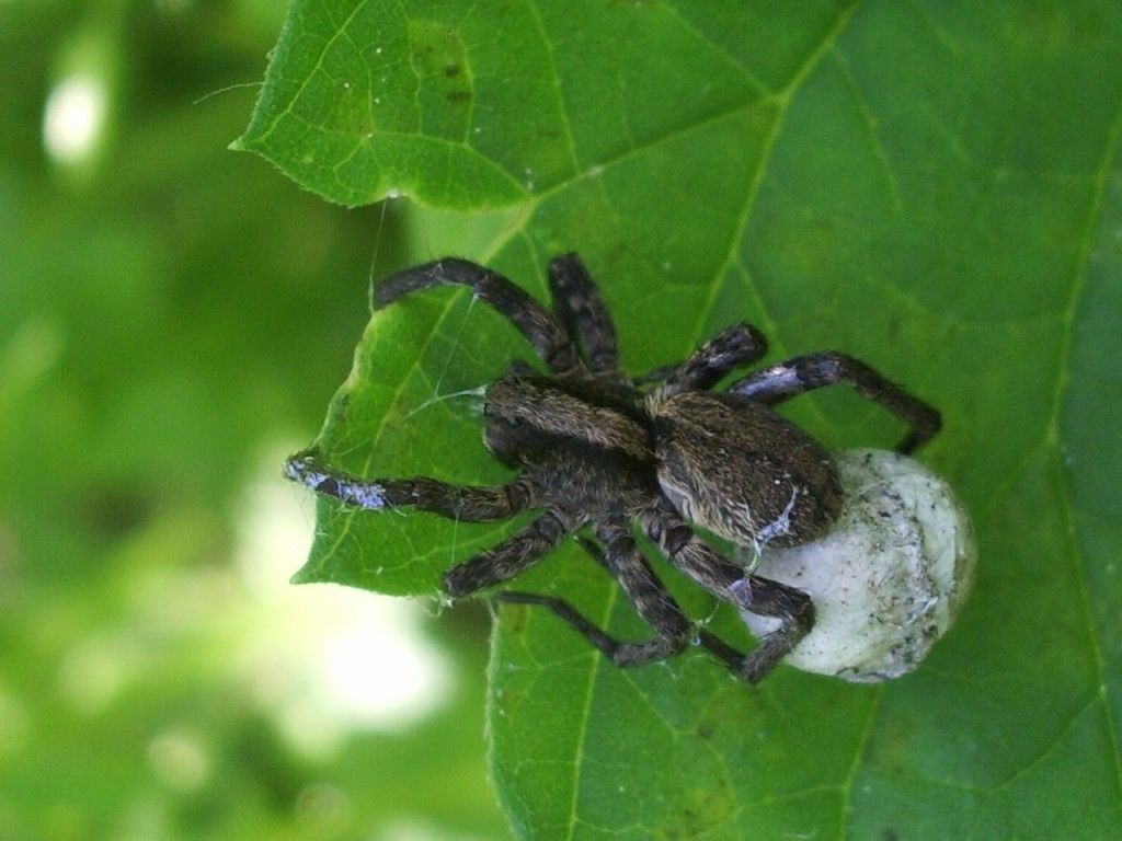 Pardosa ?  No, Alopecosa - Crema (CR)