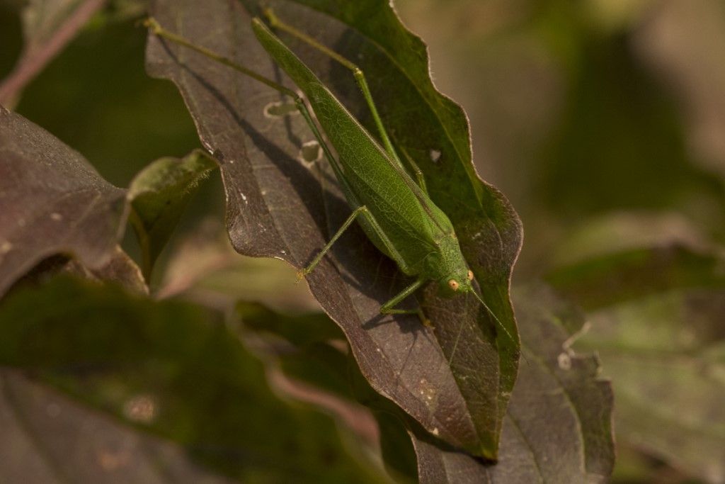 Phaneroptera falcata - Tettigoniidae ?