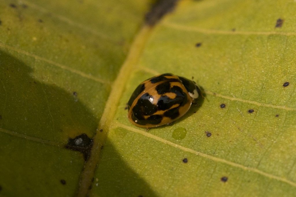 Coccinellidae: Harmonia axyridis? S.