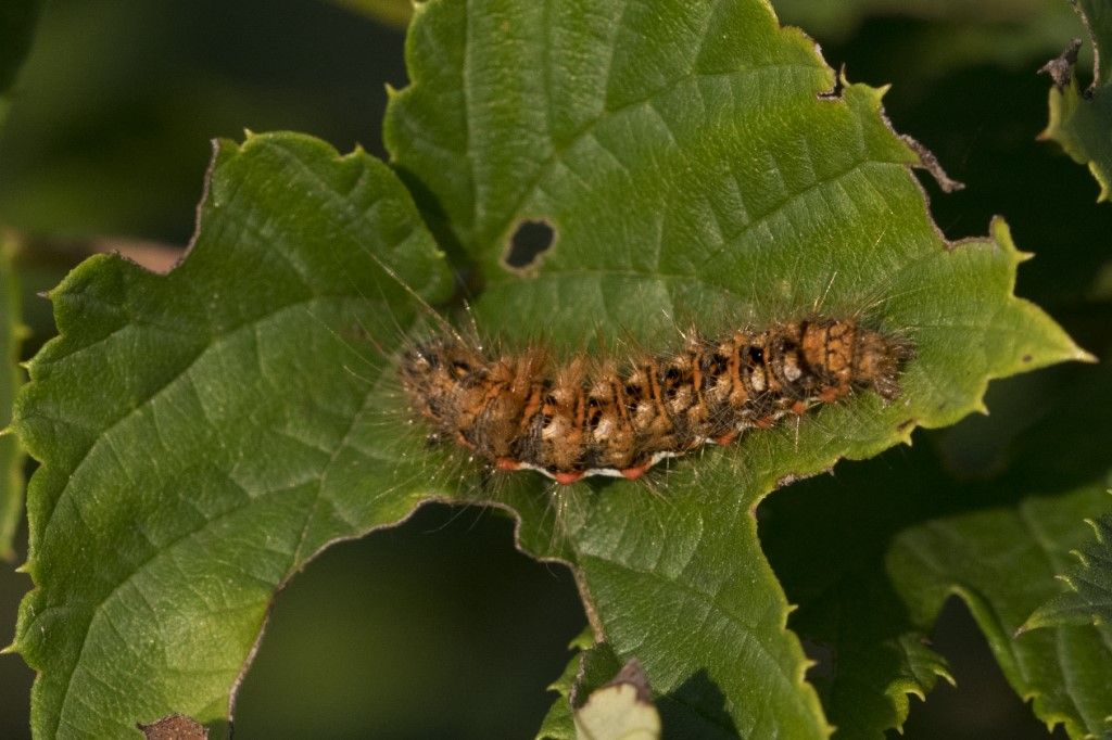 Bruco di... Acronicta rumicis - Noctuidae