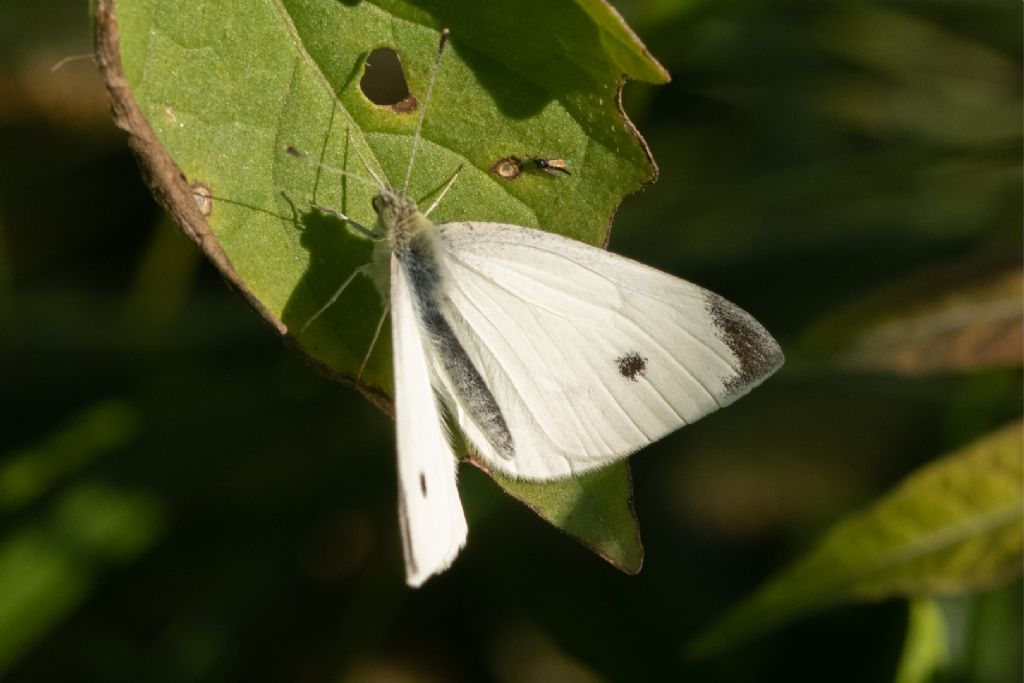 Pieris Napi ? No, Pieris rapae