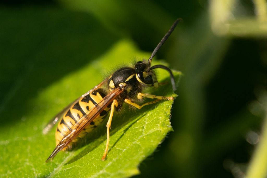 Vespidae: maschio di Vespula germanica