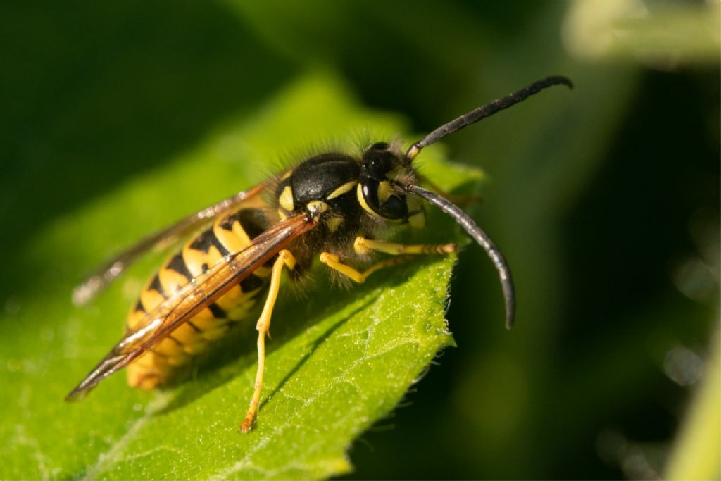 Vespidae: maschio di Vespula germanica