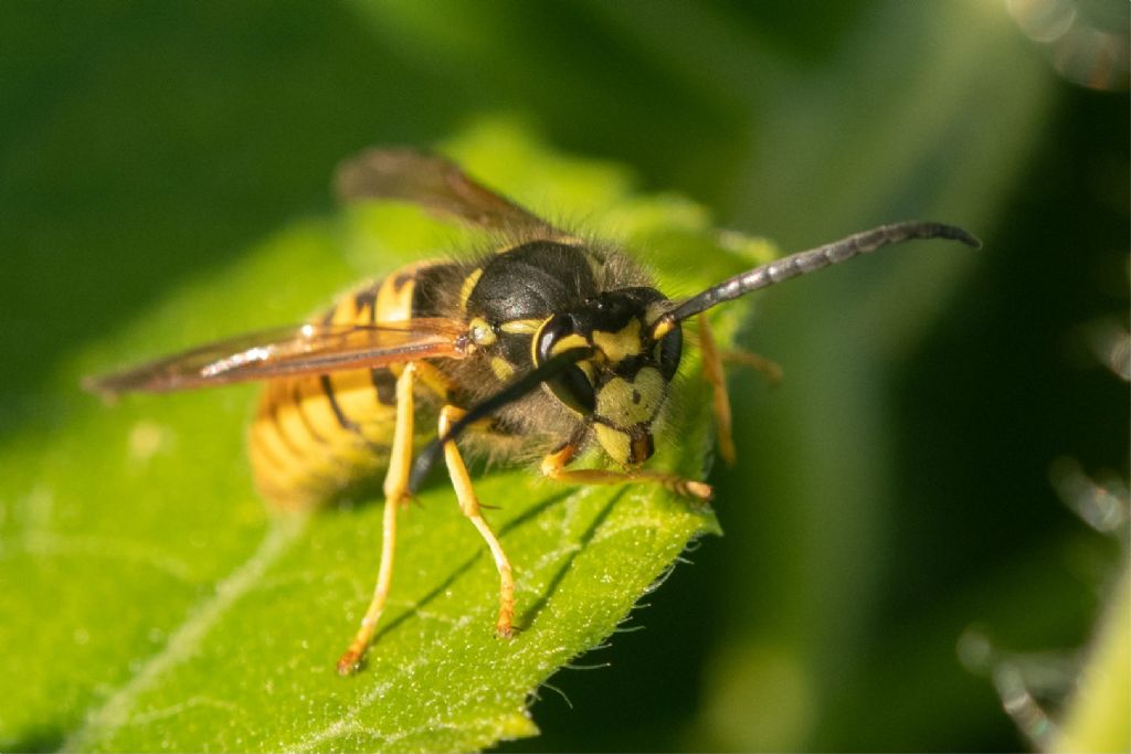 Vespidae: maschio di Vespula germanica