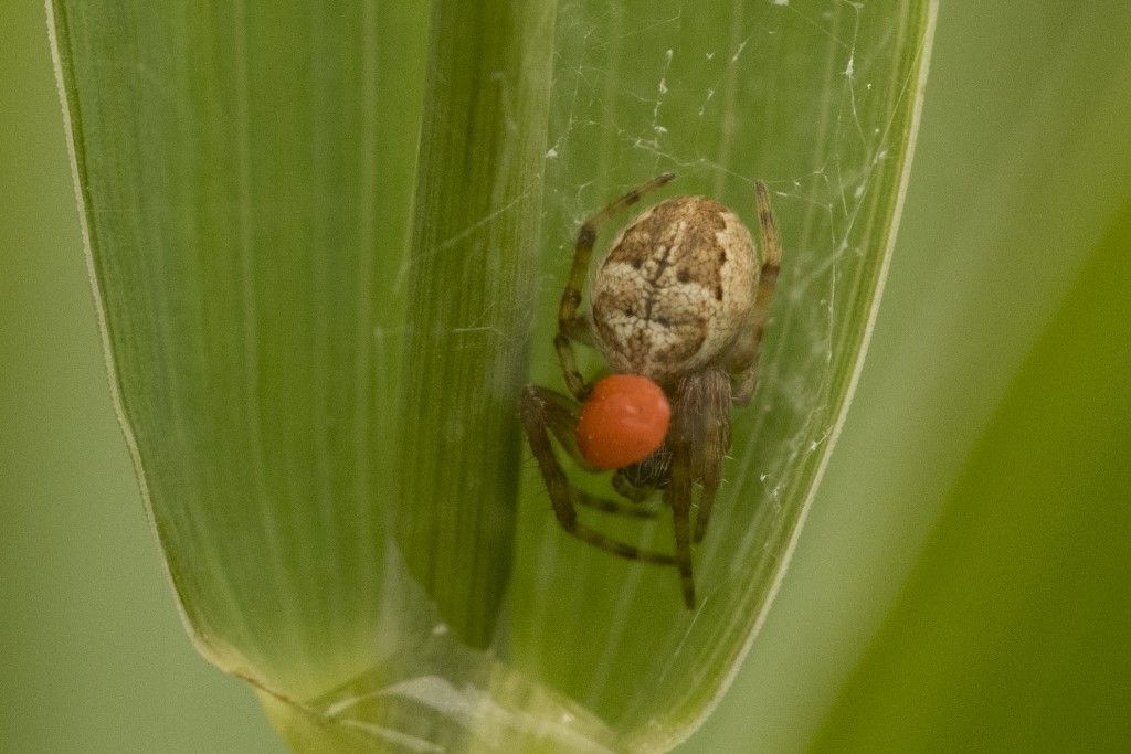 Larinioides sp. -Crema (CR)