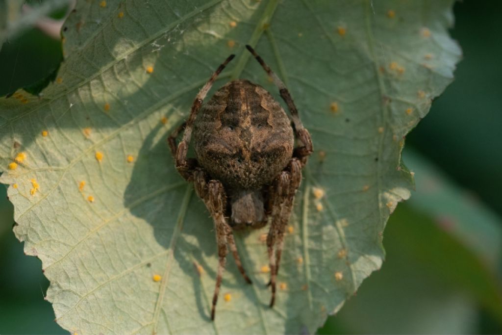 Araneus angulatus/circe - Crema (CR)