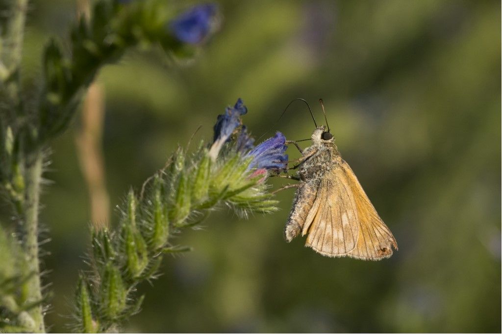 Ochlodes sylvanus ? S