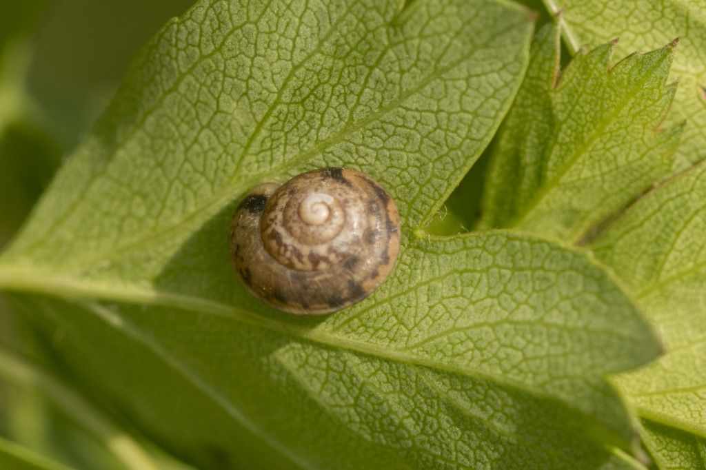 Aiuto per identificazione