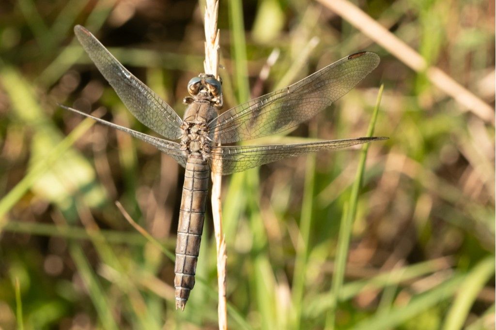 Orthetrum brunneum