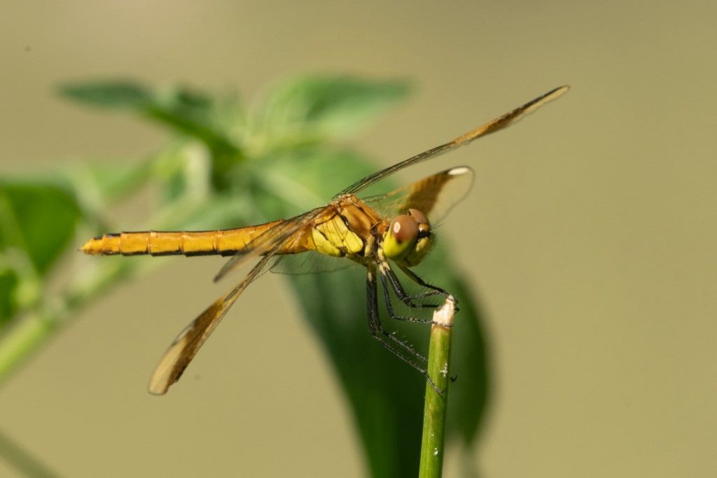 Sympetrum pedemontanum