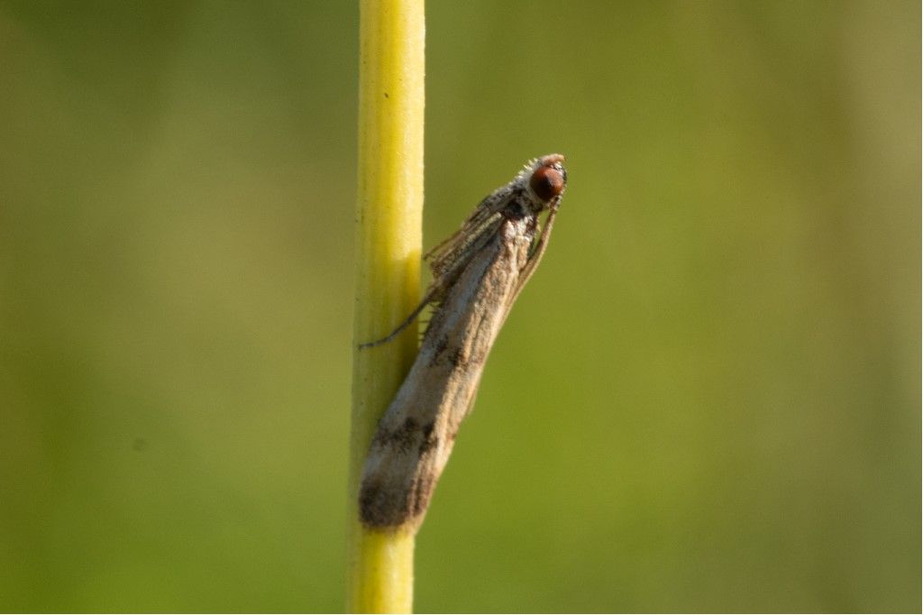 Homoeosoma sinuella - Pyralidae