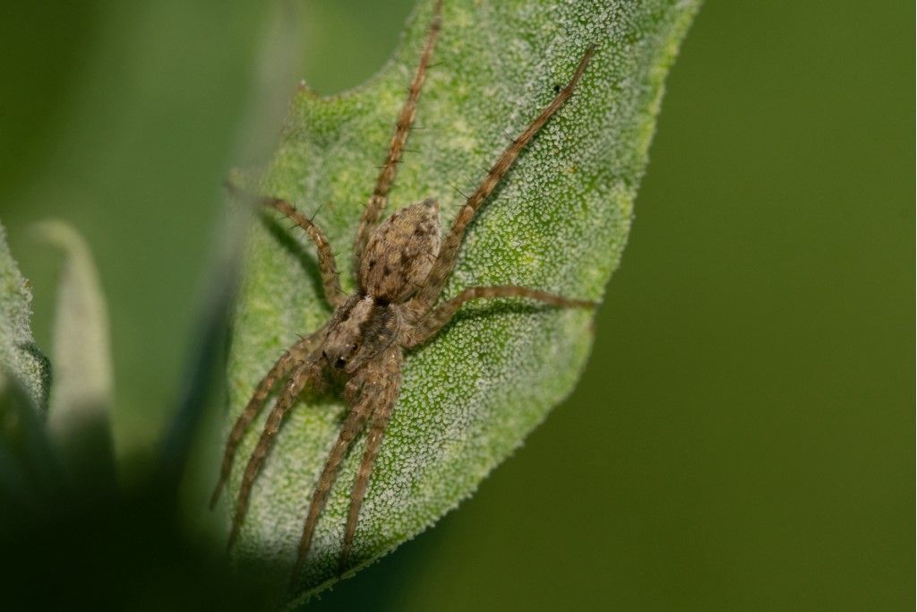 Pardosa sp. - Crema (CR)