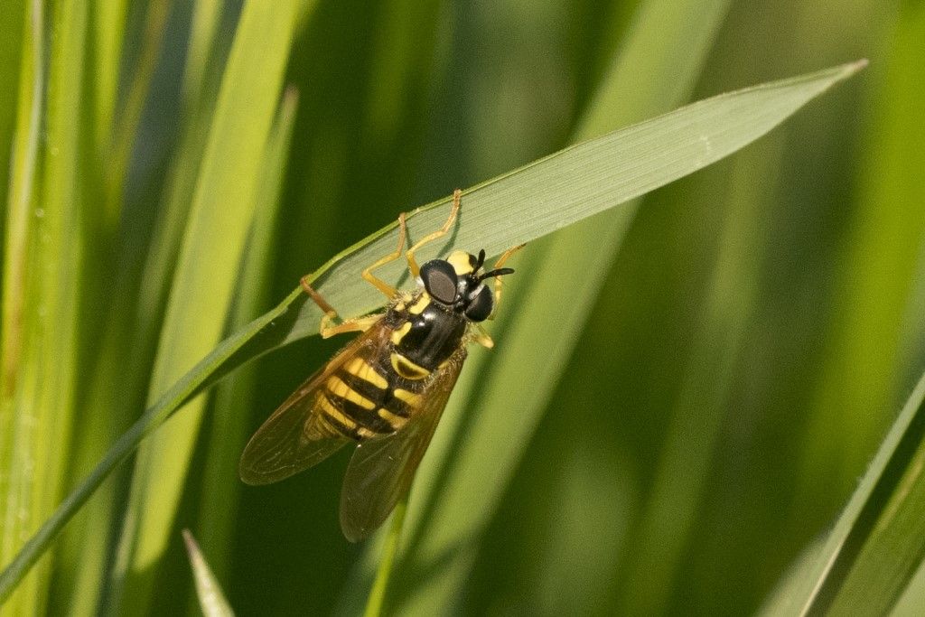 Syrphidae:  Chrysotoxum cfr. cautum, femmina