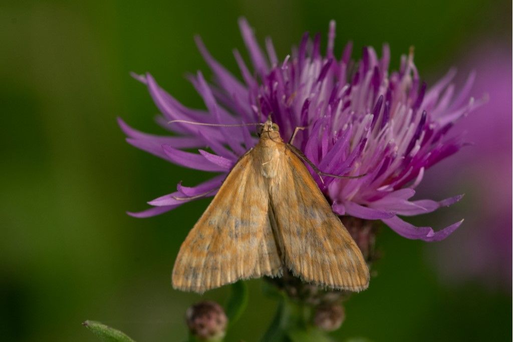 Altra farfallina:  Sitochroa verticalis - Crambidae