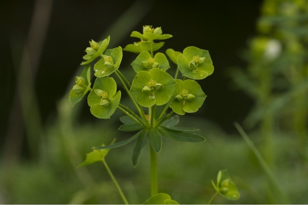 Euphorbia cyparissias ?  S