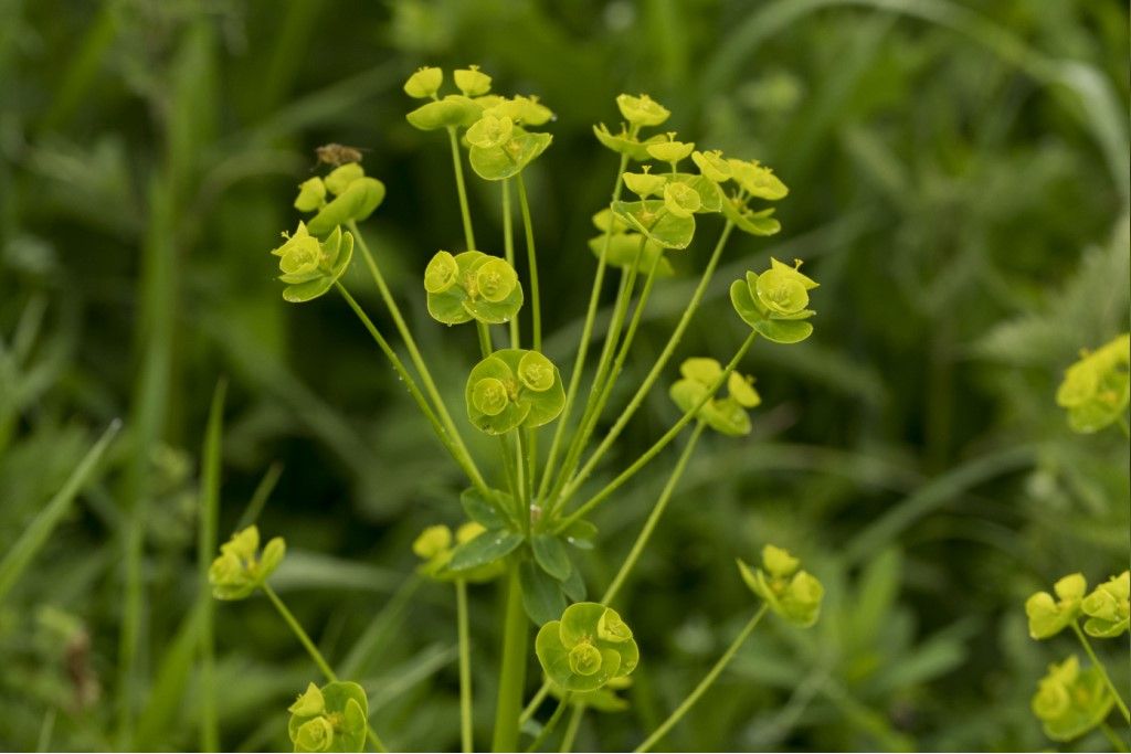 Euphorbia cyparissias ?  S