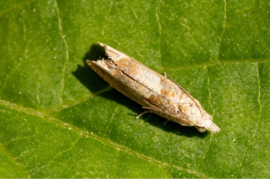 Tortricidae: Eucosma conterminana