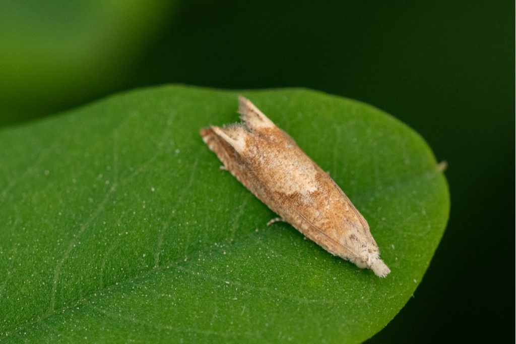 Tortricidae: Eucosma conterminana