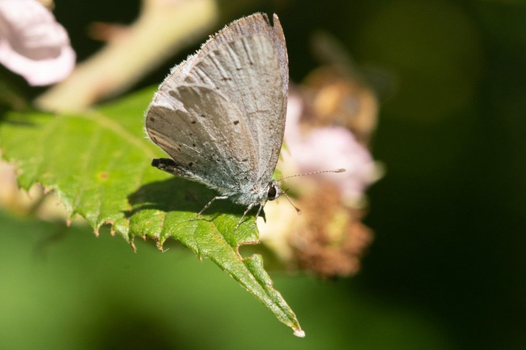 Lycaenidae: Celastrina argiolus