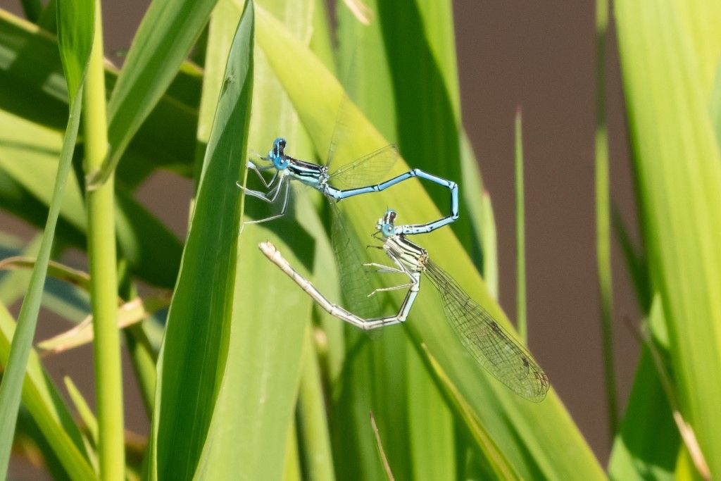 Accoppiamento Platycnemis pennipes -