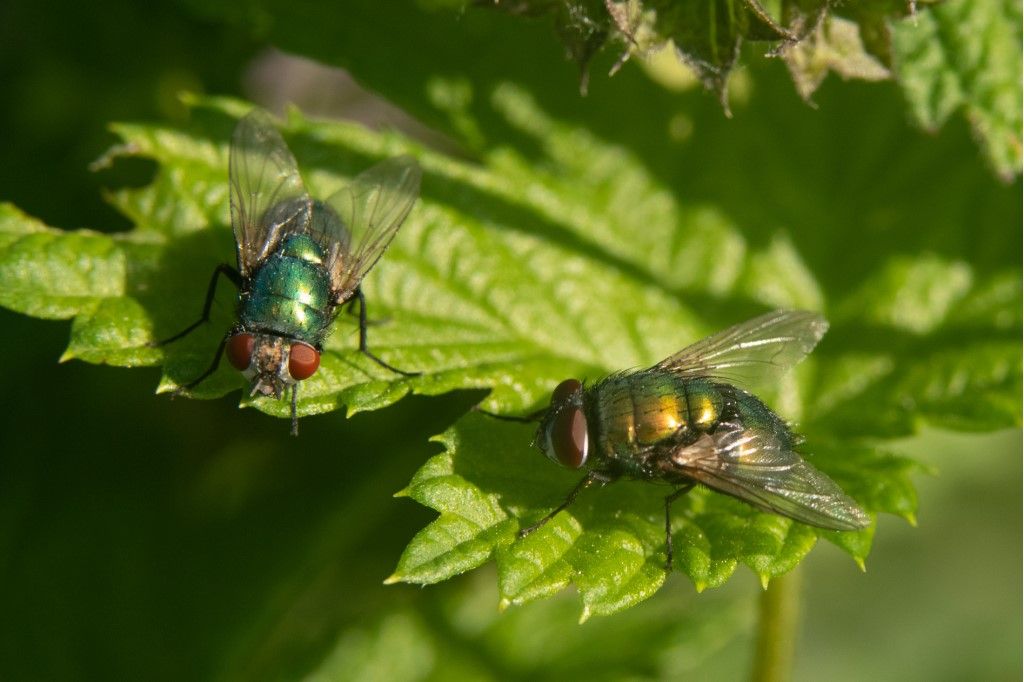 Calliphoridae: Lucilia sericata,  femmina e maschio