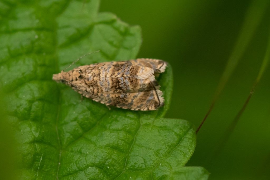 Celypha lacunana - Tortricidae