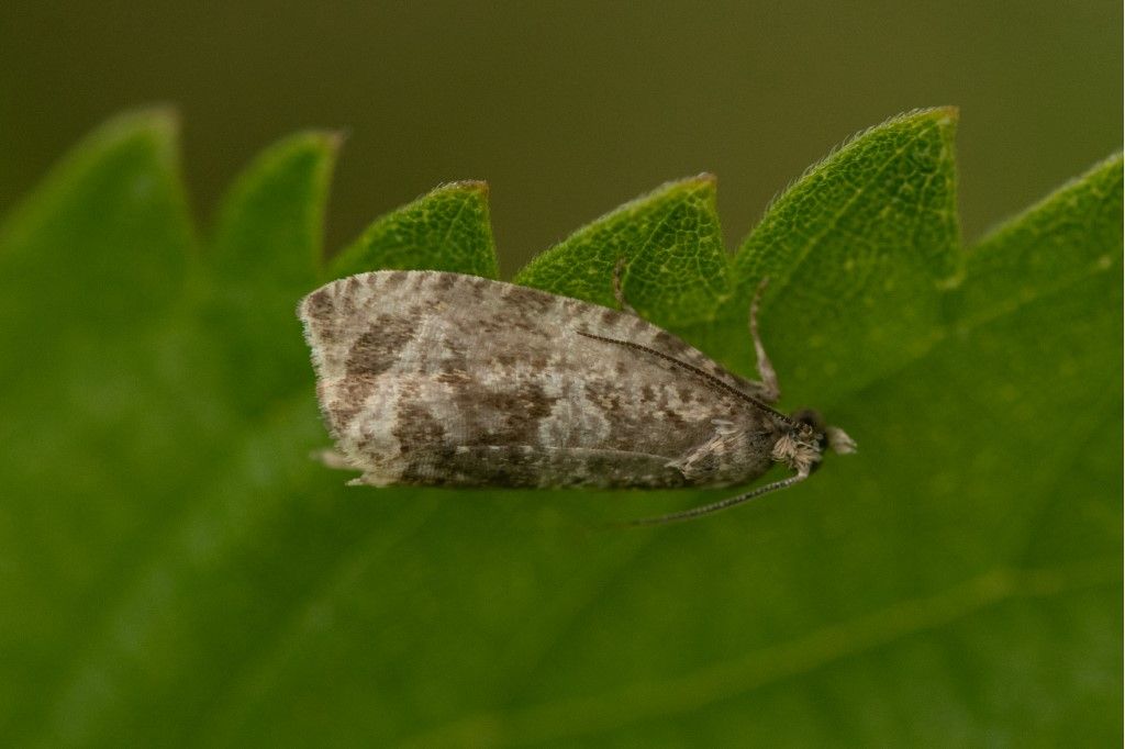 Tortricidae: cfr. Celypha cespitana