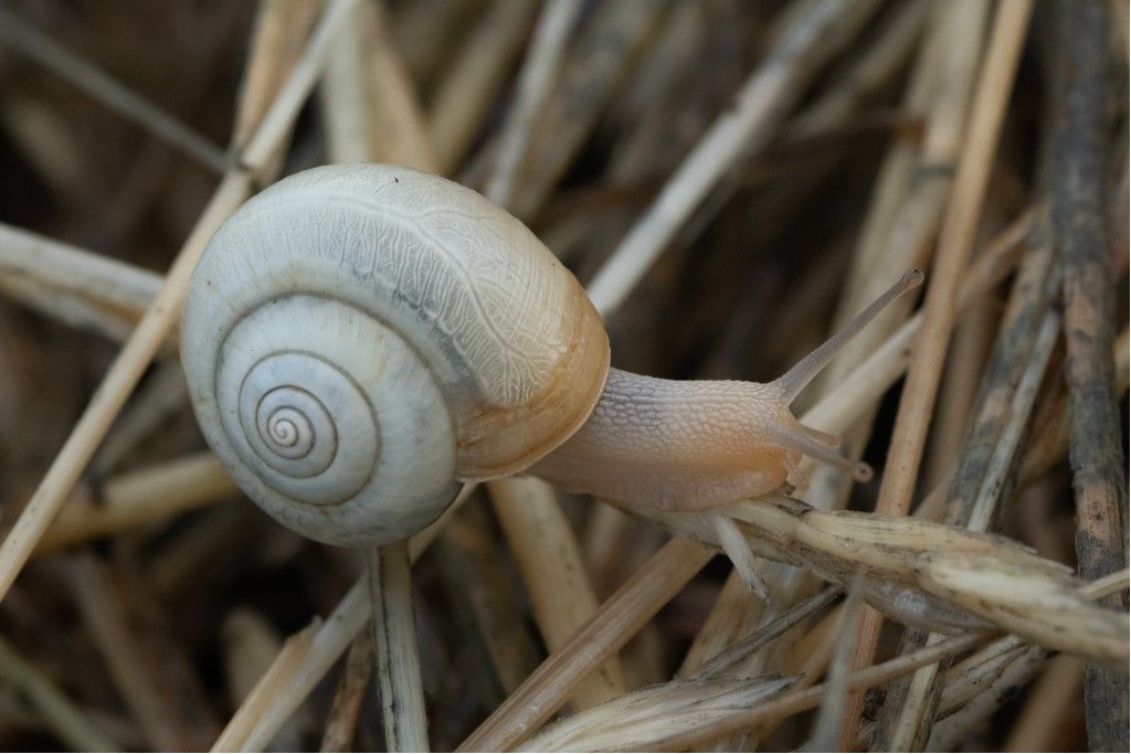 Aiuto per identificazione.