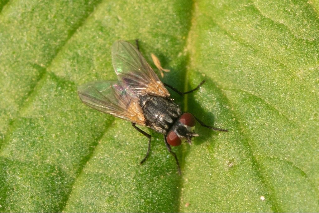 Musca cfr. domestica, femmina