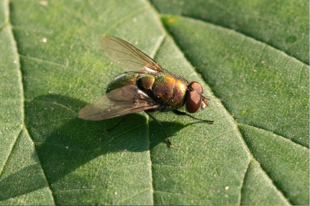 Lucilia sericata ?...  Lucilia sp.