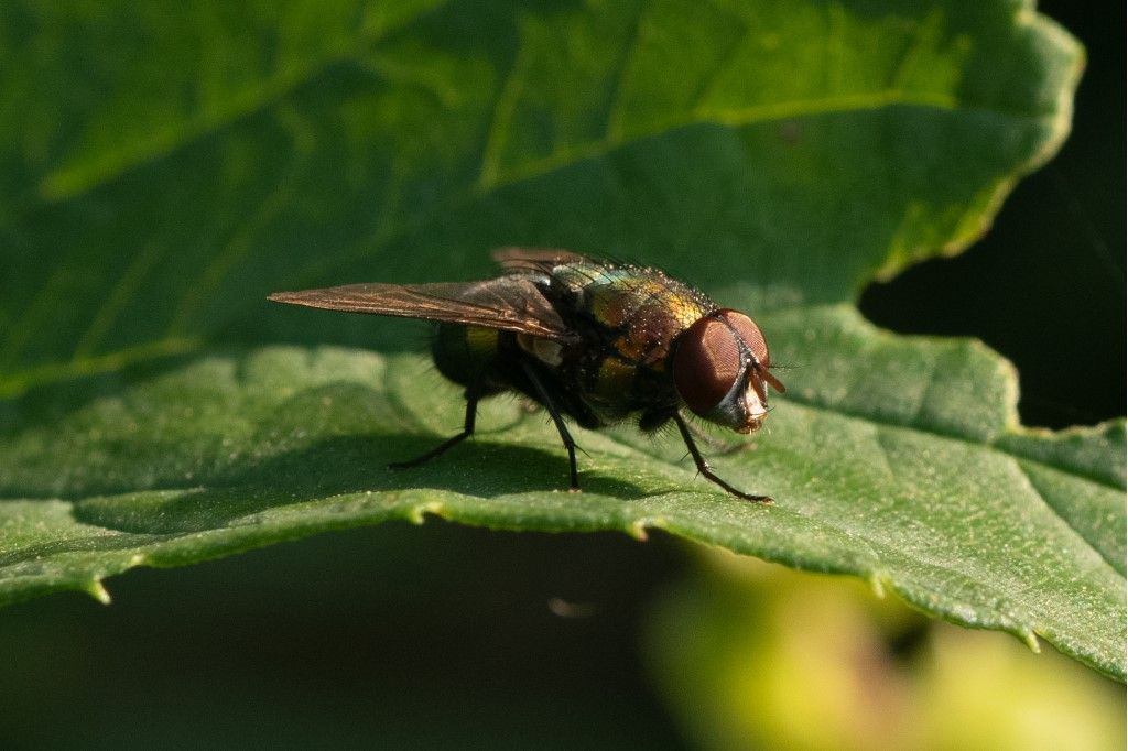 Lucilia sericata ?...  Lucilia sp.