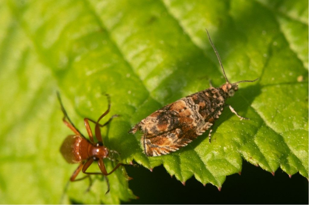 Tortricidae: cfr. Celypha flavipalpana