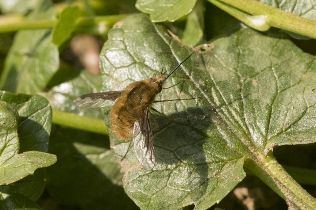 Bombylius major ?  S !