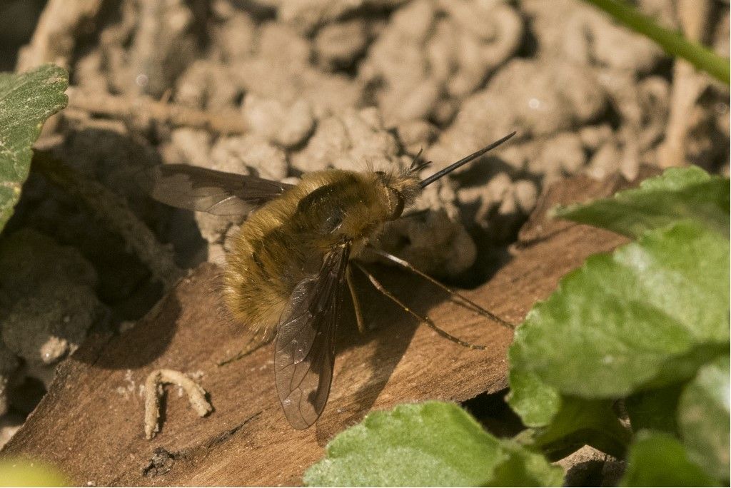 Bombylius major ?  S !