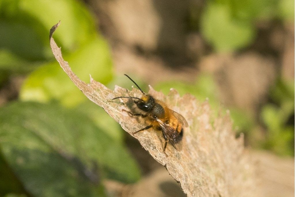 Apidae Megachilinae: maschio di Osmia bicornis (= rufa)