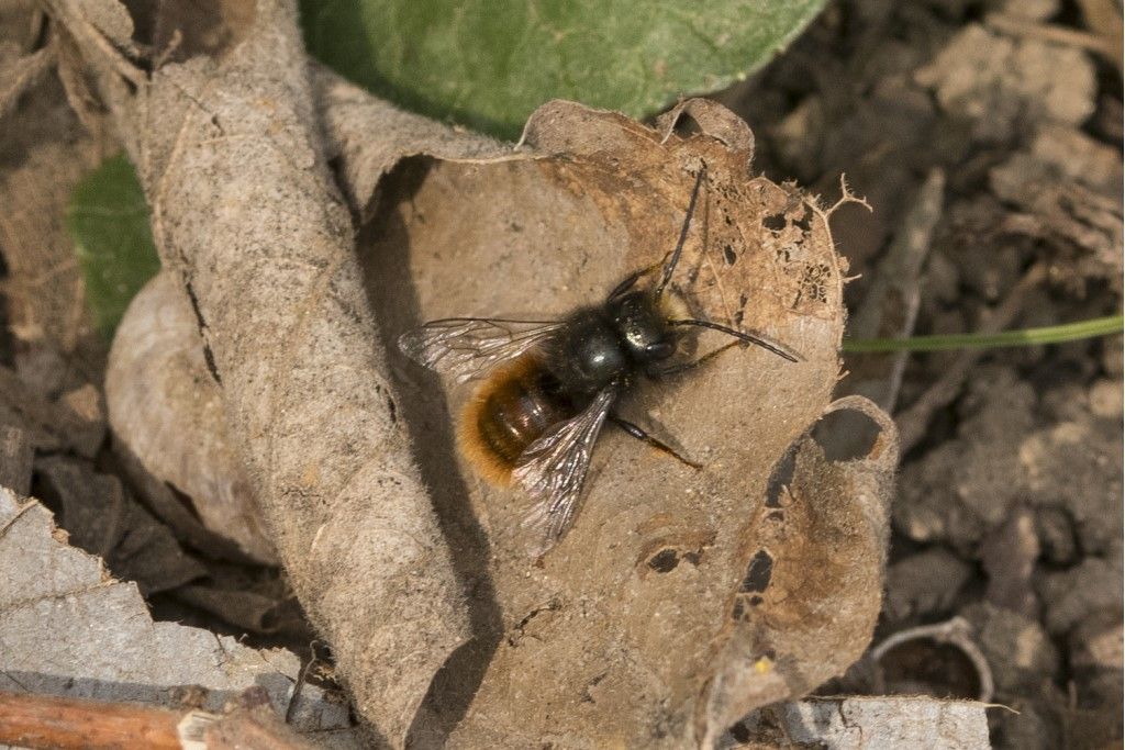 Apidae Megachilinae : Osmia cornuta ?  S, maschio