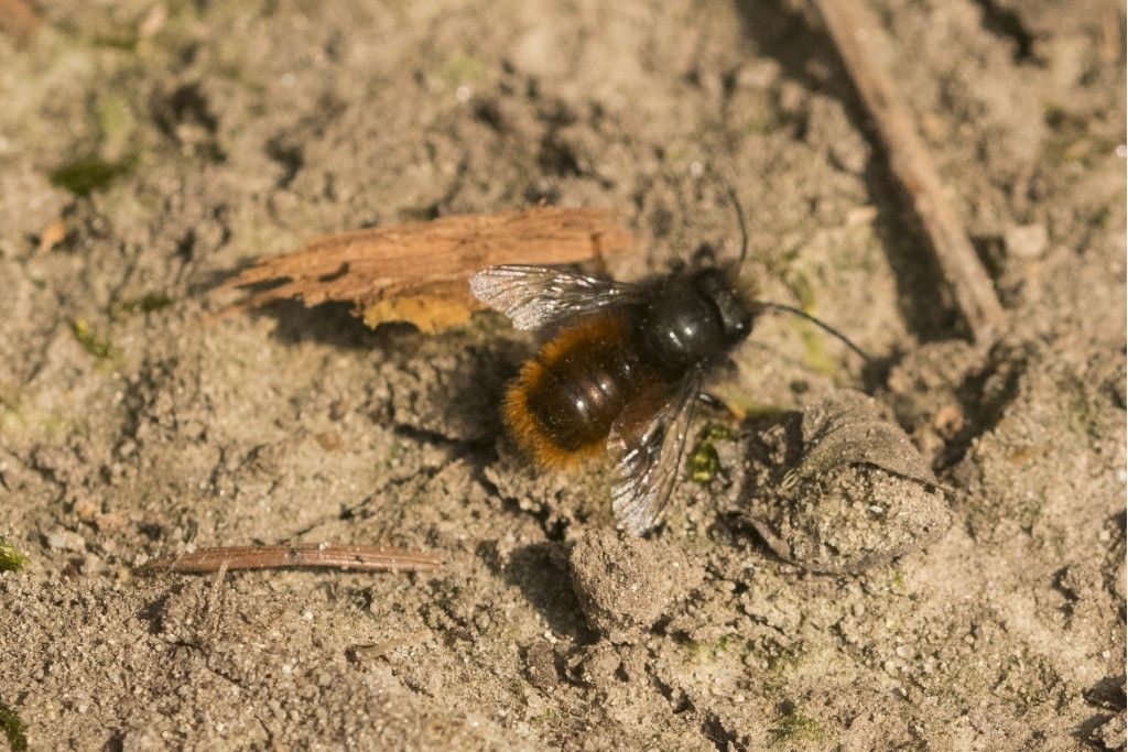 Apidae Megachilinae : Osmia cornuta ?  S, maschio