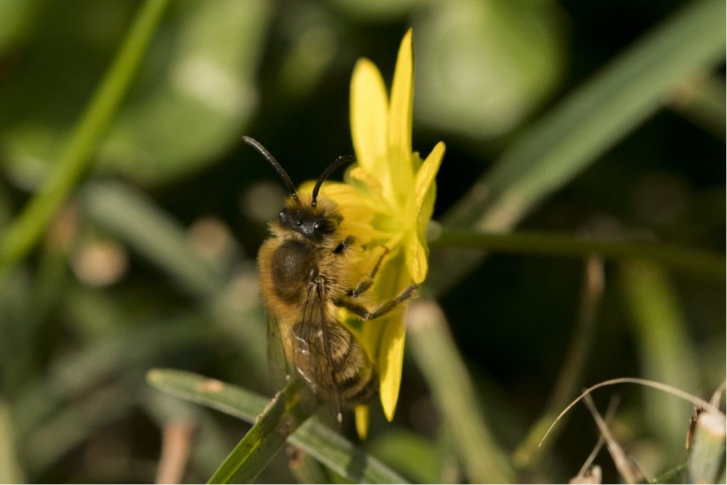 Osmia bicornis ?  No, Apidae Andreninae: Andrena sp., maschio