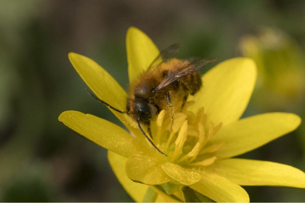 Osmia bicornis ?  No, Apidae Andreninae: Andrena sp., maschio