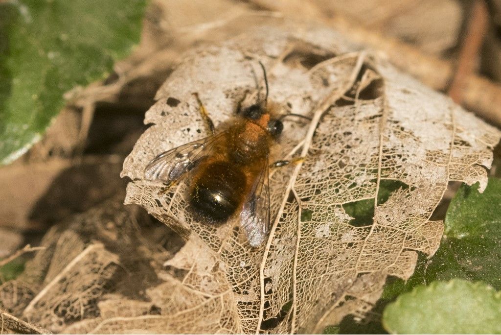 Osmia bicornis ?