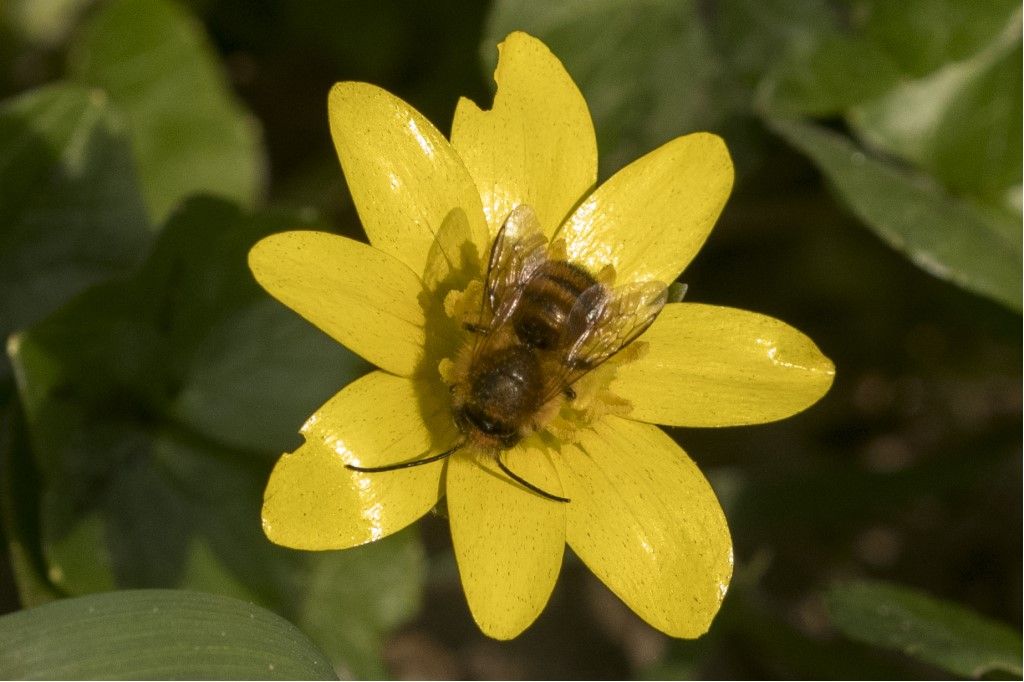 Osmia bicornis ?