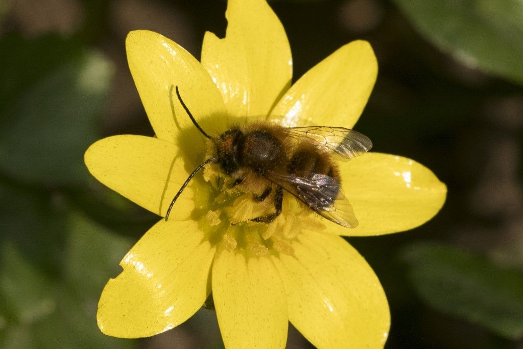 Osmia bicornis ?