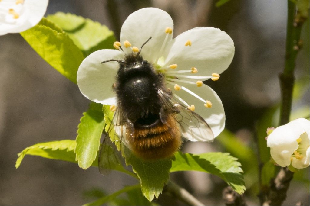 Apidae Megachilinae : Osmia cornuta ?  S, femmina