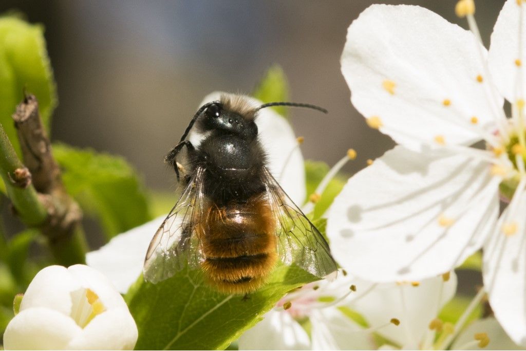 Apidae Megachilinae : Osmia cornuta ?  S, femmina