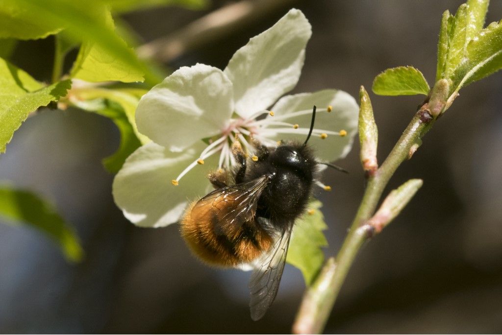 Apidae Megachilinae : Osmia cornuta ?  S, femmina